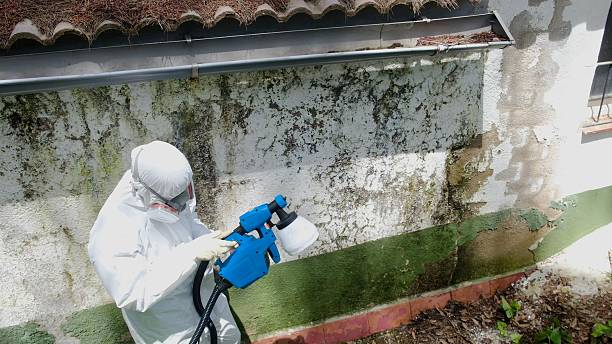 Top rated local Mold Testing specialists in Richmond, TX